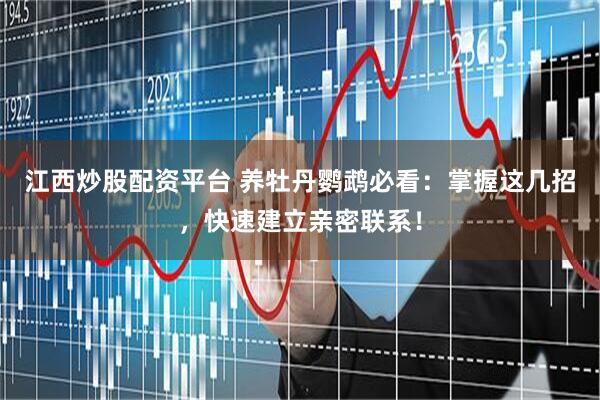 江西炒股配资平台 养牡丹鹦鹉必看：掌握这几招，快速建立亲密联系！