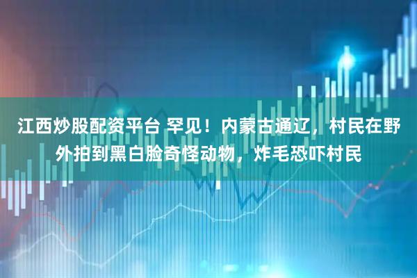 江西炒股配资平台 罕见！内蒙古通辽，村民在野外拍到黑白脸奇怪动物，炸毛恐吓村民